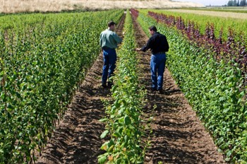  Sierra Gold Nursery - Commercial Photographer Yuba City 