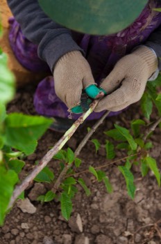  Sierra Gold Nursery - Commercial Photographer Yuba City 